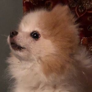 Meet your Posher, Callie